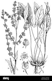 Attēlu rezultāti vaicājumam “Rumex acetosa fruit”