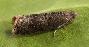 Attēlu rezultāti vaicājumam “Grapholita funebrana”