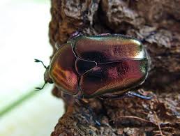 Attēlu rezultāti vaicājumam “Potosia cuprea imago”