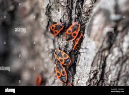 Attēlu rezultāti vaicājumam “Pyrochroidae imago”