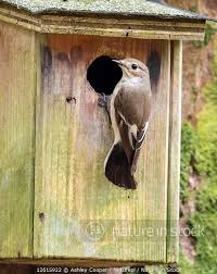 Attēlu rezultāti vaicājumam “Ficedula hypoleuca female”