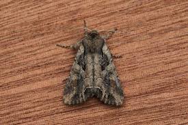 Attēlu rezultāti vaicājumam “Lacanobia suasa”