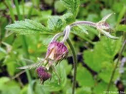 Image result for Geum rivale