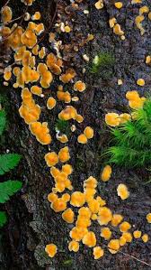 Attēlu rezultāti vaicājumam “Aleurodiscus amorphus”