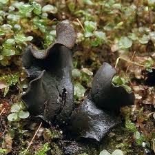 Attēlu rezultāti vaicājumam “Ionomidotis irregularis”