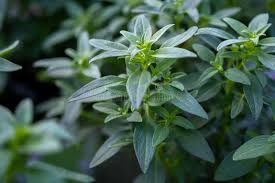 Attēlu rezultāti vaicājumam “Antirrhinum majus leaf”