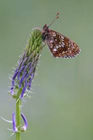 Attēlu rezultāti vaicājumam “Melitaea diamina underside”