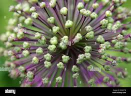 Attēlu rezultāti vaicājumam “Allium holandicum leaf”