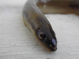 Image result for Anguilla rostrata