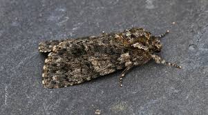 Attēlu rezultāti vaicājumam “Acronicta rumicis”