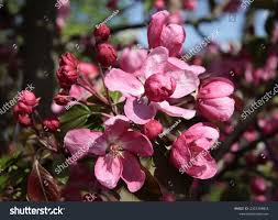 Attēlu rezultāti vaicājumam “Malus purpurea flower”