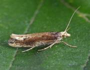 Attēlu rezultāti vaicājumam “Ypsolopha parenthesella”