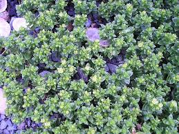 Attēlu rezultāti vaicājumam “Honckenya peploides fruit”