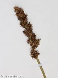 Attēlu rezultāti vaicājumam “Carex vulpina”