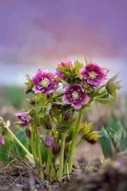 Image result for Christrose