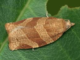 Attēlu rezultāti vaicājumam “Pandemis cinnamomeana”