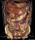 [<b>abdomen</b>]