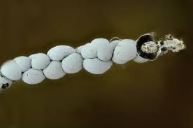 Attēlu rezultāti vaicājumam “Diderma globosum”