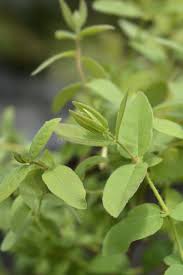 Attēlu rezultāti vaicājumam “Lonicera caerulea var. pallasii leaf”