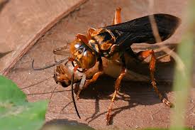 Attēlu rezultāti vaicājumam “Crabronidae”