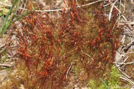 Attēlu rezultāti vaicājumam “Ceratodon purpureus”