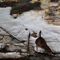 Attēlu rezultāti vaicājumam “Heterotrichia oerstedii (syn. Arcyria oerstedii) sessile”