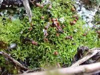 Attēlu rezultāti vaicājumam “Weissia brachycarpa”