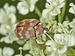 Attēlu rezultāti vaicājumam “Anthrenus verbasci”