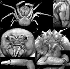 Attēlu rezultāti vaicājumam “Erinaceus sp.”