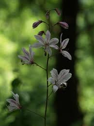 Image result for Diptam