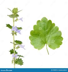 Image result for Glechoma hederacea