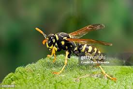 Attēlu rezultāti vaicājumam “Polistes”