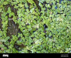 Attēlu rezultāti vaicājumam “Lemna gibba”