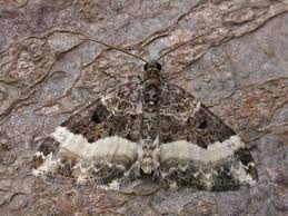 Attēlu rezultāti vaicājumam “Spargania luctuata”