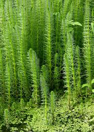 Attēlu rezultāti vaicājumam “Hippuridaceae”