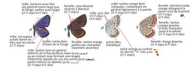 Attēlu rezultāti vaicājumam “Plebejus argyrognomon”