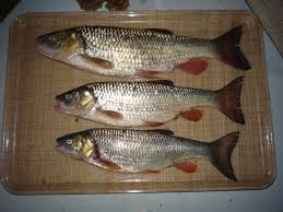 Image result for Squalius cephalus