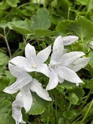 Image result for Campanula affinis