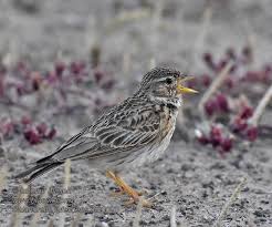 Image result for Calandrella rufescens