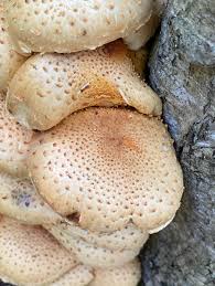 Attēlu rezultāti vaicājumam “Pholiota squarrosoides”