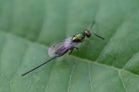 Attēlu rezultāti vaicājumam “Torymidae”