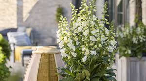 Attēlu rezultāti vaicājumam “Digitalis purpurea flower”