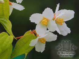 Attēlu rezultāti vaicājumam “Philadelphus lemoinei flower”