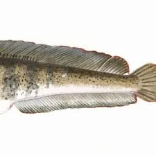 Image result for Anarhichas minor