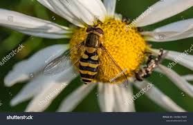 Attēlu rezultāti vaicājumam “Sericomyia silentis”