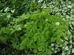 Attēlu rezultāti vaicājumam “Actaea spicata”