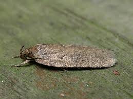 Attēlu rezultāti vaicājumam “Agonopterix heracliana”