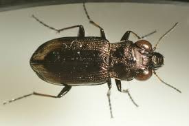 Attēlu rezultāti vaicājumam “Notiophilus biguttatus”