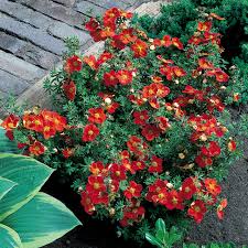 Attēlu rezultāti vaicājumam “Potentilla”