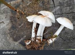 Attēlu rezultāti vaicājumam “Tricholoma album”